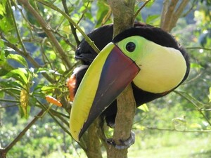 Ein neugieriger Tucan Foto: Asociación Patuca