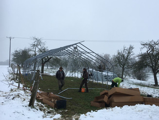 Ein Zelt für einen Kuhstall wird im Schnee aufgebaut