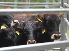 Kälber von Taurusrindern in Nahaufnahme