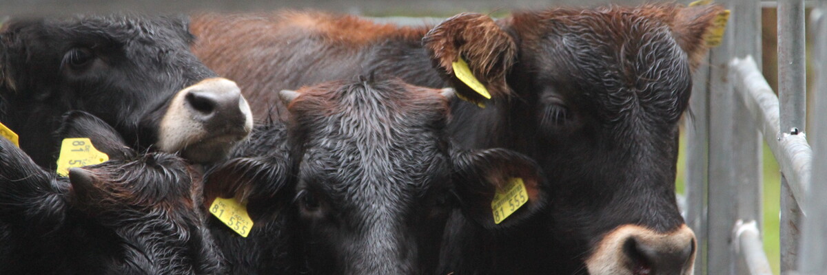 Kälber von Taurusrindern in Nahaufnahme