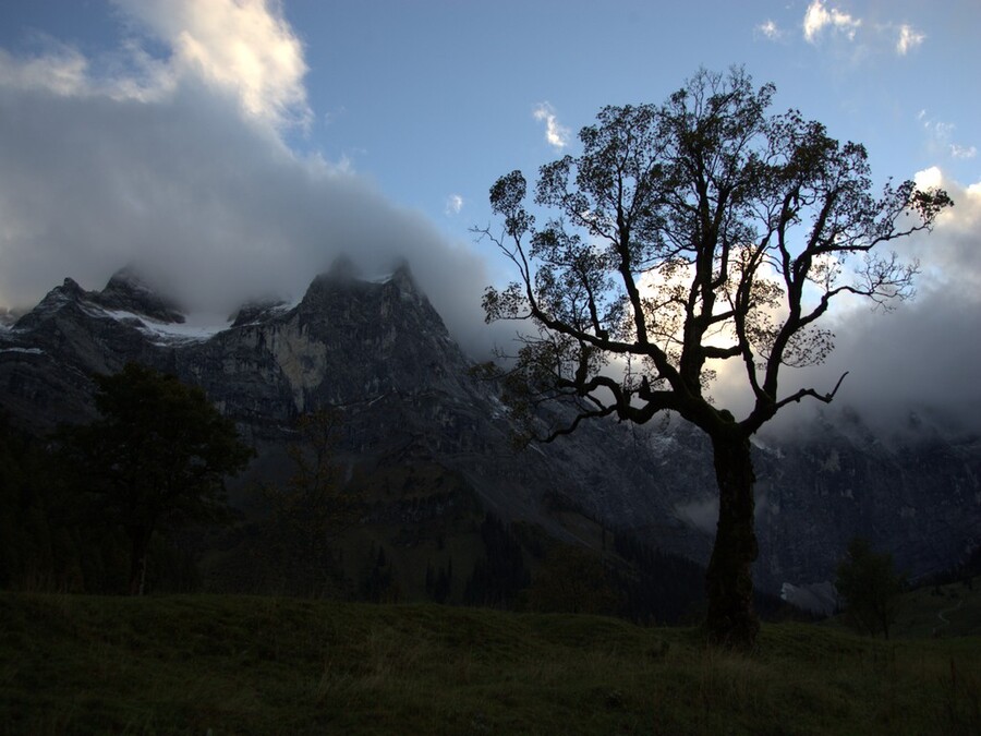 Tree in the mountains Photo: Dr. H. Fried