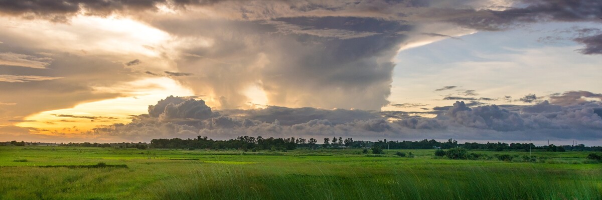 Regenguss auf Feld
