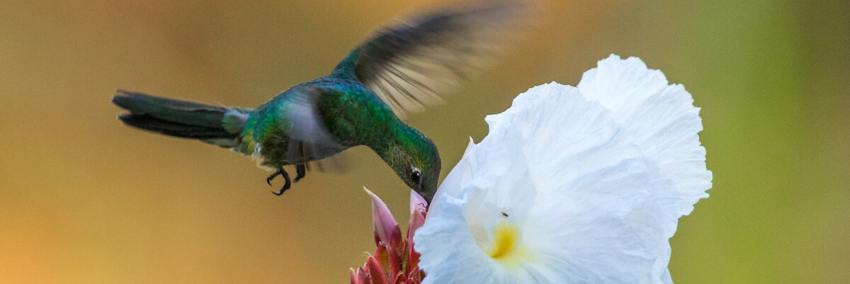 Kolibri trinkt im Fliegen Nektar aus einer weißen Blüte