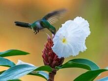 Kolibri trinkt im Fliegen Nektar aus einer weißen Blüte