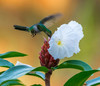 Kolibri trinkt im Fliegen Nektar aus einer weißen Blüte