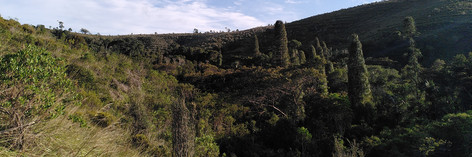 Noch intakte letzte Reste Hochlandregenwald wachsen in einer Senke in Ankafobe, Madagaskar