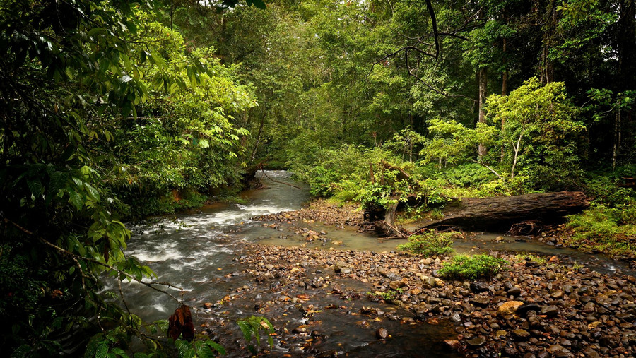 Bachlauf fließt durch grünen, üppig wachsenden wilden Wald