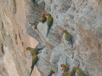 Rotohr Papageien sitzen auf Felsen