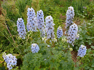 Blau-lila Blüten des Rittersporn auf Wiese