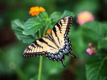 Schwarz-weißer Schmetterling sitzt mit gespreizten Flügeln auf Pflanze