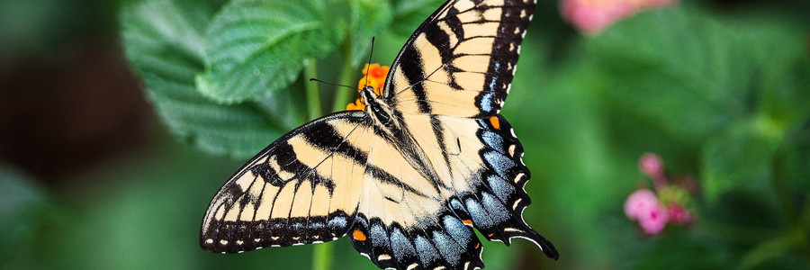 Schwarz-weißer Schmetterling sitzt mit gespreizten Flügeln auf Pflanze