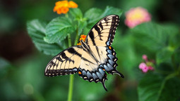 Schwarz-weißer Schmetterling sitzt mit gespreizten Flügeln auf Pflanze