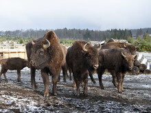 Wisentherde im Winter
