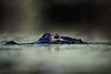 Schnauze und Augen eines Krokodils schauen aus Wasser heraus