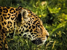 Kopf eines Jaguars im seitlichen Profil