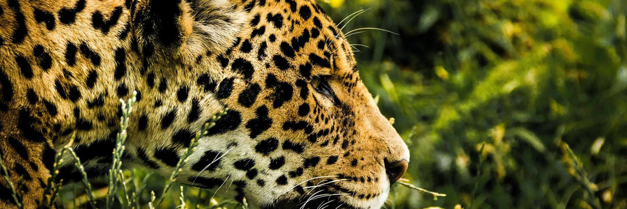 Kopf eines Jaguars im seitlichen Profil