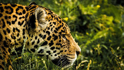 Kopf eines Jaguars im seitlichen Profil