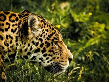 Kopf eines Jaguars im seitlichen Profil