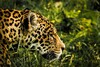 Kopf eines Jaguars im seitlichen Profil