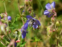 Eine Biene saugt Nektar aus einer Blüte