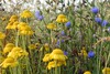 Viele verschiedene Wildblumen wachsen auf Ackerrandstreifen