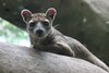 Fossa auf Baum 
