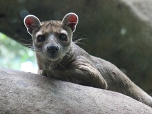 Fossa auf Baum 