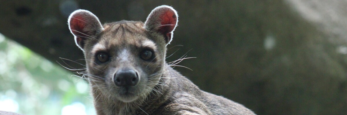 Fossa auf Baum 