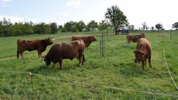 Fünf Kühe stehen auf einer eingezäunten Weidefläche