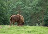 Wisent steht auf Wiese vor Wald