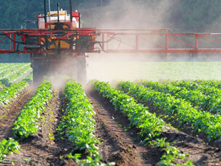 Pestizide werden mithilfe eines Traktors auf einem Feld mit Kulturpflanzen verteilt