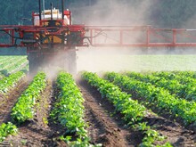 Pestizide werden mithilfe eines Traktors auf einem Feld mit Kulturpflanzen verteilt