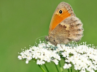 Der Schmetterling kleines Wiesenvögelchen sitzt auf einer weißen Blüte der wilden Möhre