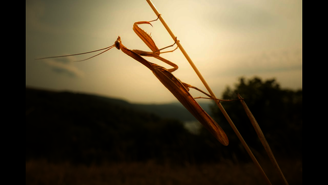 Hier klicken um Video zu starten.