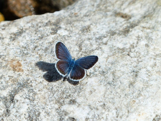 Schmetterling der Art Bläuling sitzt auf Stein im Sonnenschein