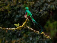 Bunter Vogel sitzt in Wald auf Ast