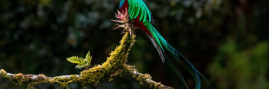Bunter Vogel sitzt in Wald auf Ast Bunter Vogel sitzt in Wald auf Ast