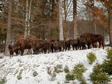 Wisentherde im Schnee