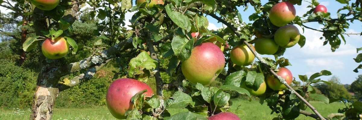 Äpfel hängen an prall mit Obst bewachsenem Ast