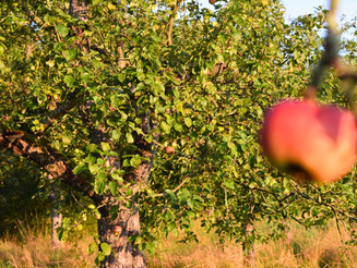 Streuobstbaum hängt voller Äpfel