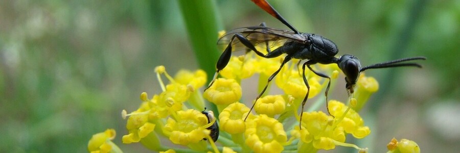 Gichtwespe Eine Gichtwespe sitzt auf gelben Blüten