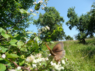 Schmetterling "Großes Ochsenauge" sitzt auf Blüte vor dem Hintergrund einer Streuobstwiese