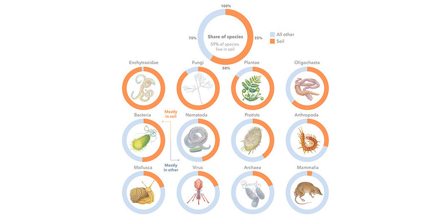 Grafischer Überblick über den Anteil der im Boden lebenden Arten.