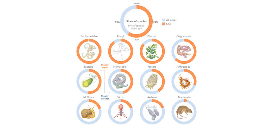 Grafischer Überblick über den Anteil der im Boden lebenden Arten.