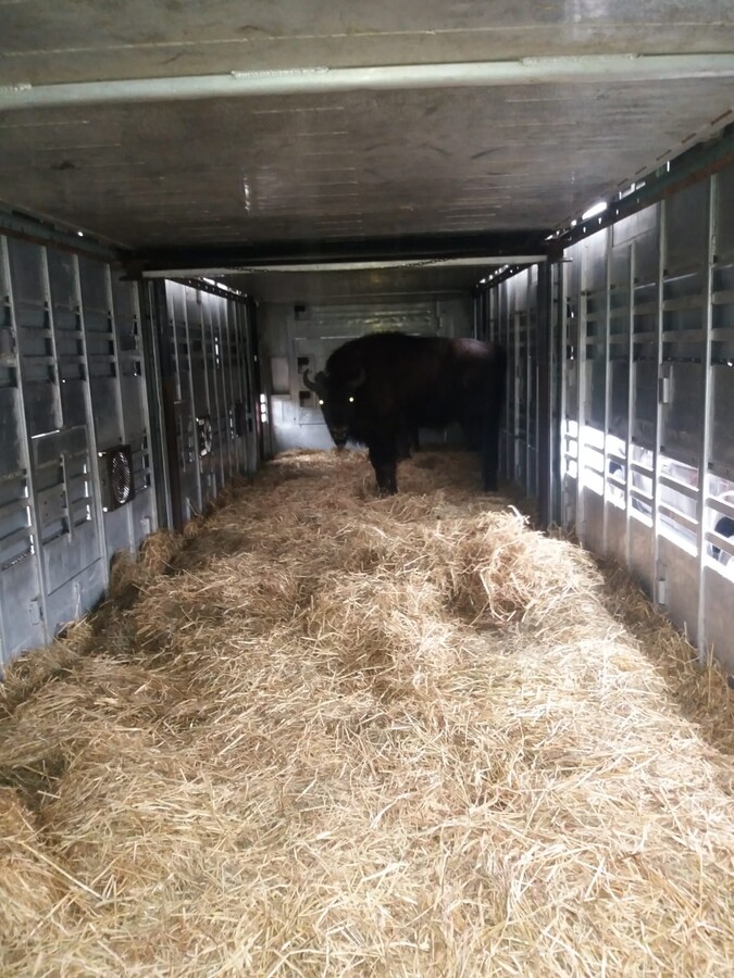 Wisentbulle steht in LKW zum Transport nach Rumänien zur Auswilderung