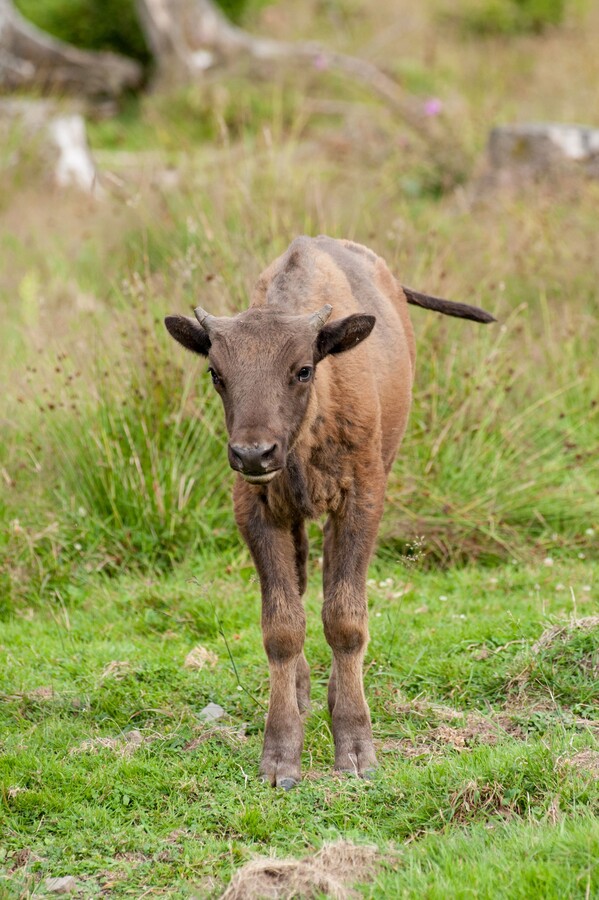 Kleines Wisentkalb steht auf Wiese
