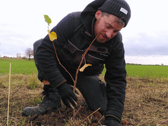 Ein Mitarbeiter der Naturschutzorganisation Naturefund pflanzt einen Setzling