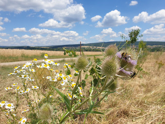 Zwei Hummel sitzen auf einer Acker-Kratzdistel vor landwirtschaftlichen Feldern im Hintergrund