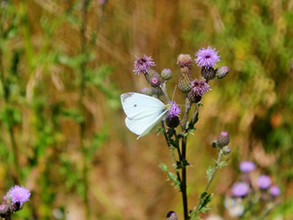 Weißer Schmetterling sitzt auf lila Ackerkratzdistel auf einer Wiese