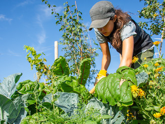 Eine junge Frau erntet Gemüse auf einem Dynamischen Agroforstacker der Naturschutzorganisation Naturefund in Wiesbaden